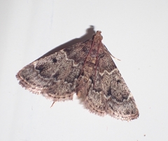 Pyralis manihotalis