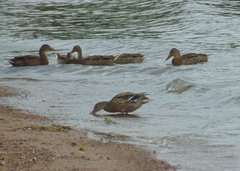 Anas platyrhynchos
