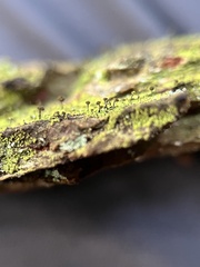 Chaenotheca chrysocephala