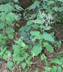 Chenopodiastrum simplex