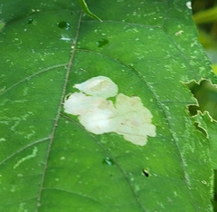 Calycomyza