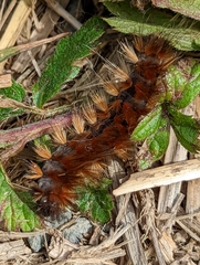 Lophocampa argentata