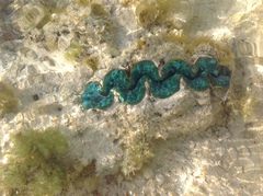 Tridacna maxima