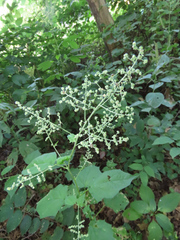 Chenopodiastrum simplex