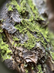 Chaenotheca chrysocephala