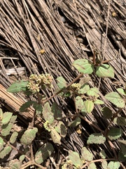 Euphorbia ophthalmica
