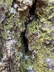 Chaenotheca chrysocephala