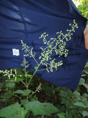 Chenopodiastrum simplex