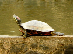 Trachemys scripta
