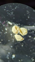 Isoetes occidentalis