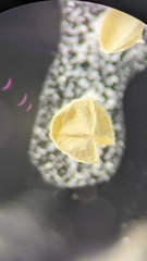 Isoetes occidentalis