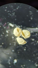 Isoetes occidentalis