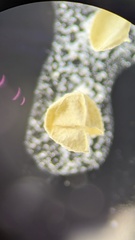 Isoetes occidentalis