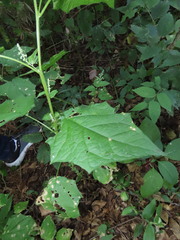 Chenopodiastrum simplex