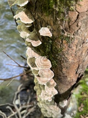 Cerrena unicolor