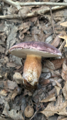 Tylopilus rubrobrunneus