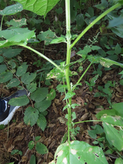 Chenopodiastrum simplex