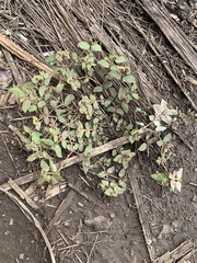 Euphorbia ophthalmica