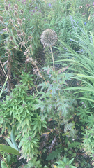 Echinops sphaerocephalus