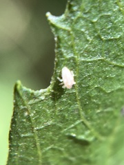 Pachypsylla celtidisvesicula