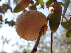 Amphibolips quercuspomiformis