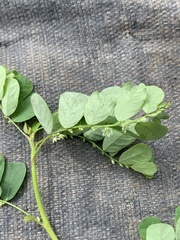 Phyllanthus leucanthus