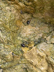 Littorina scutulata