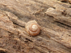 Discus rotundatus