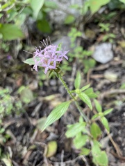 Crusea hispida