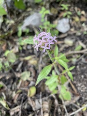 Crusea hispida