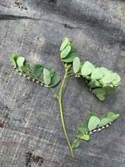 Phyllanthus leucanthus