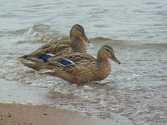 Anas platyrhynchos
