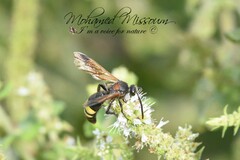 Scolia erythrocephala