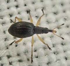 Protapion nigritarse