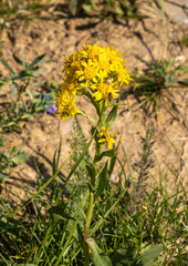 Solidago multiradiata