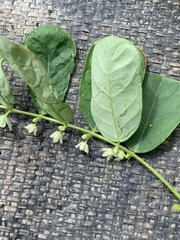 Phyllanthus leucanthus