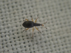 Protapion nigritarse