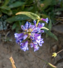 Penstemon procerus