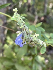 Salvia azurea
