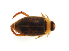 Rhantus exsoletus