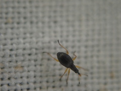 Protapion nigritarse