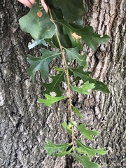 Quercus margaretiae
