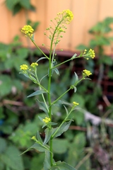 Neslia paniculata