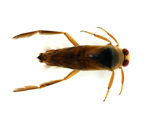 Eurasian Greater Water Boatman, photo 3 of 10