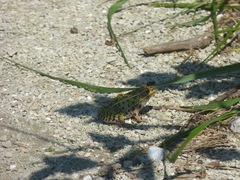 Lithobates pipiens