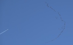 Anser brachyrhynchus