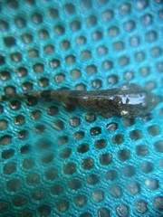 Cottus bairdii