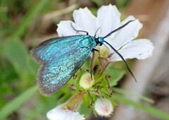 Pollanisus viridipulverulenta