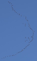 Anser brachyrhynchus