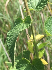 Agastache foeniculum